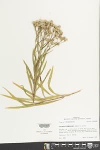 Solidago ptarmicoides image