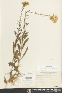 Solidago puberula image