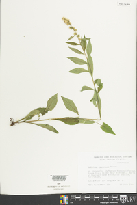 Solidago roanensis image