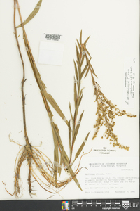 Solidago sempervirens image