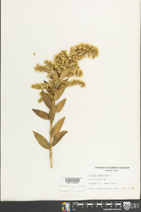 Solidago sempervirens image