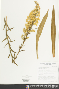 Solidago sempervirens image