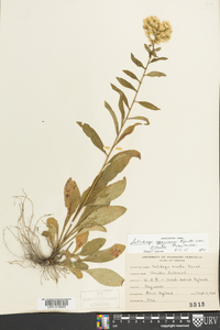 Solidago erecta image