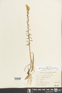 Solidago erecta image