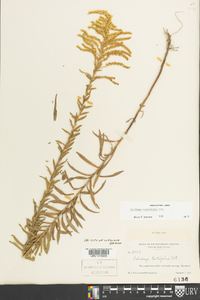 Solidago tortifolia image