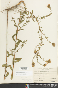 Symphyotrichum grandiflorum image