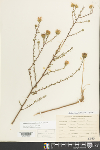 Symphyotrichum grandiflorum image