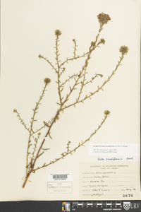 Symphyotrichum grandiflorum image