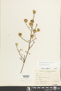 Symphyotrichum grandiflorum image