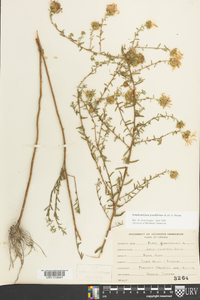 Symphyotrichum grandiflorum image