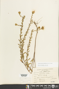 Symphyotrichum grandiflorum image