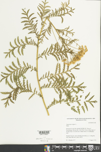 Tanacetum vulgare image