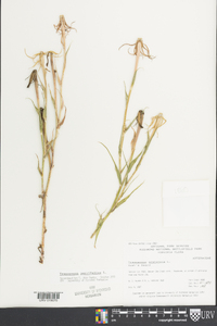 Tragopogon porrifolius image