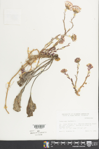 Tussilago farfara image
