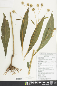 Verbesina alternifolia image