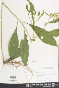 Verbesina alternifolia image