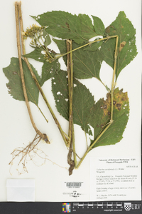 Verbesina occidentalis image