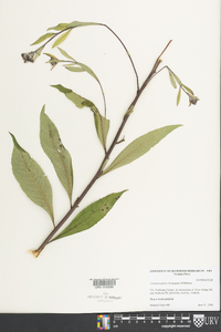Vernonia glauca image