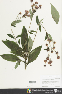 Vernonia noveboracensis image