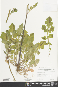 Youngia japonica image