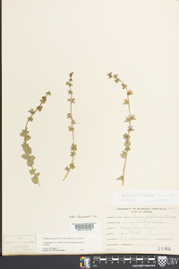 Triodanis perfoliata var. perfoliata image