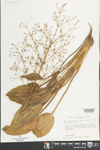 Alisma subcordatum image