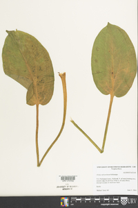 Alisma subcordatum image