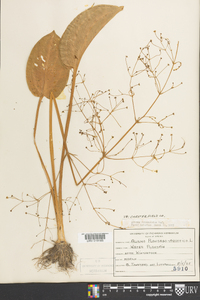 Alisma subcordatum image