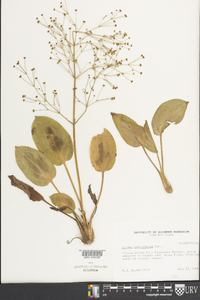 Alisma subcordatum image