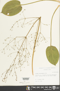 Alisma subcordatum image