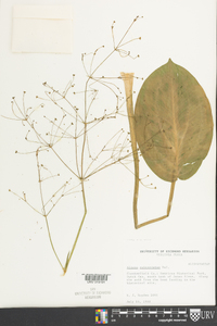 Alisma subcordatum image