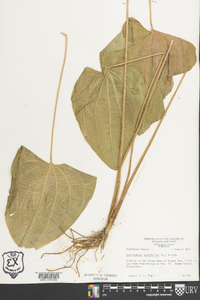 Echinodorus cordifolius image