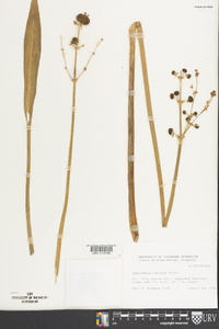 Sagittaria falcata image