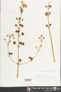 Sagittaria falcata image