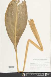 Sagittaria falcata image