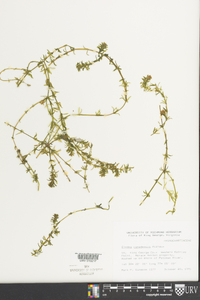 Elodea canadensis image