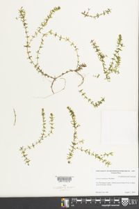 Elodea canadensis image