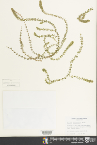 Elodea canadensis image