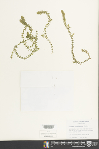 Elodea canadensis image