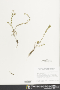 Elodea nuttallii image