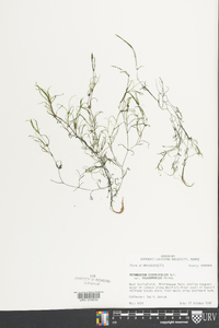 Potamogeton diversifolius var. trichophyllus image