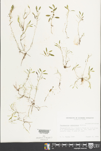 Potamogeton oakesianus image