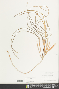 Syringodium filiforme image