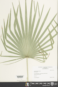 Serenoa repens image