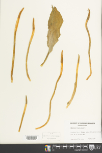Orontium aquaticum image