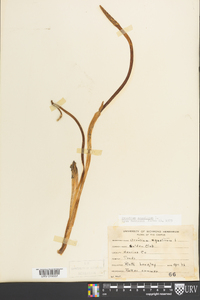 Orontium aquaticum image
