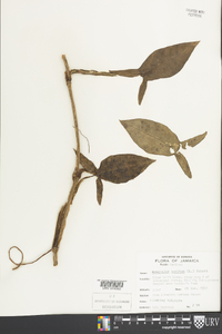 Syngonium auritum image