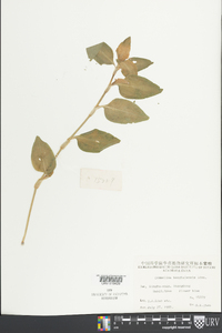 Commelina benghalensis image