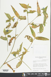 Commelina communis image