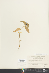 Commelina communis image